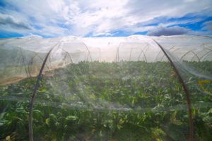 Greenhouse with chard vegetables under dramatic Texas blue sky